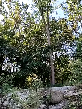 birdg online show from 30, 9, 2025