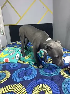 angellicaa  online show from 7, 3, 2026