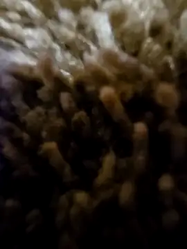 Snapshot of daaarin44 chatting on 1, 11, 2025 daaarin44 online show from 1, 11, 2025