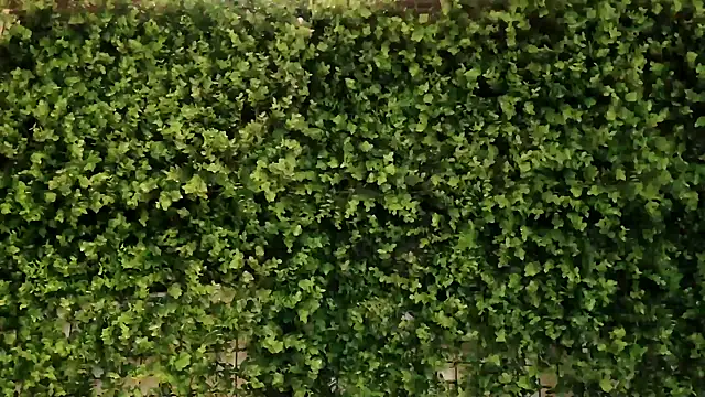  little blake online show from 16, 10, 2025