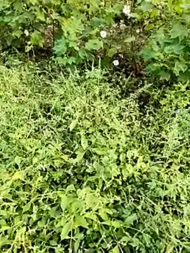 himvilohi08 online show from 23, 10, 2025