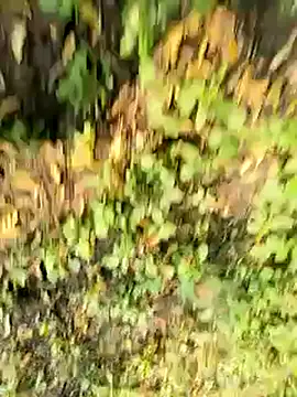 himvilohi08 online show from 21, 10, 2025