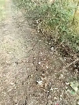 himvilohi08 online show from 13, 2, 2026