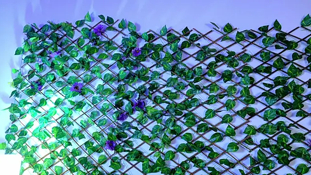 alice rous21 online show from 7, 10, 2025