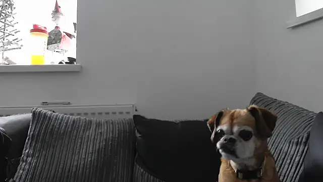 Sizzling Indie36 online show from 26, 11, 2025