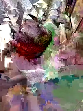 A-1PLAYBOY0 online show from 9, 4, 2026