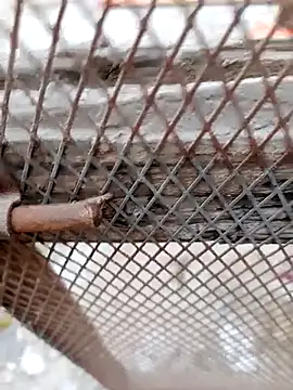 Hema0Hema online show from 22, 2, 2026