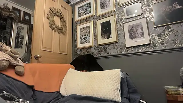 poggles online show from 21, 2, 2026