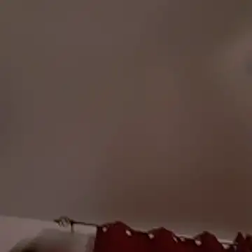 David1982qq online show from 3, 3, 2026