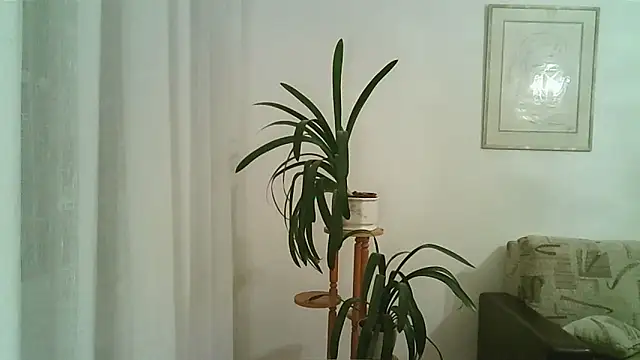 Dartanjanas13 online show from 28, 11, 2025