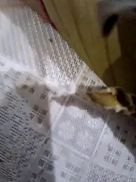 dolliette24 online show from 10, 11, 2025