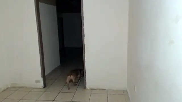 BlondZilla online show from 7, 3, 2026