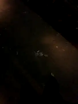 sesa12 online show from 21, 11, 2025