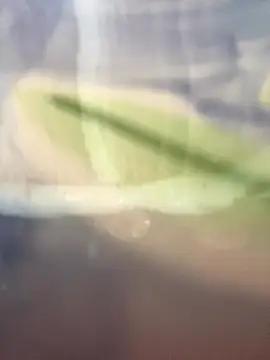 starsaligned online show from 7, 1, 2026