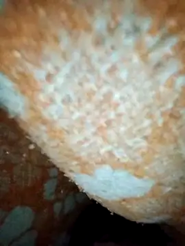 ParousFlow online show from 19, 1, 2026