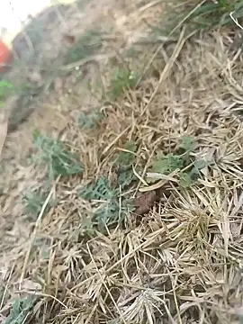 mkallu1995 online show from 5, 3, 2026