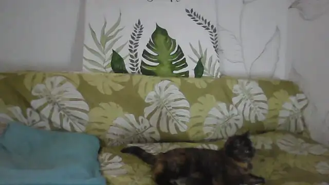 Catty Lady online show from 26, 11, 2025