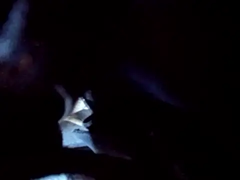 PENTHOUSECEOCLUBHOUSEPRES online show from 25, 11, 2025