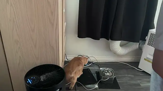 kSwisssxxx online show from 6, 11, 2025