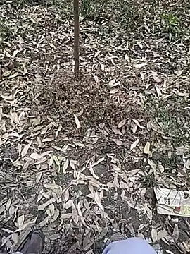 Telugu person12 online show from 10, 1, 2026