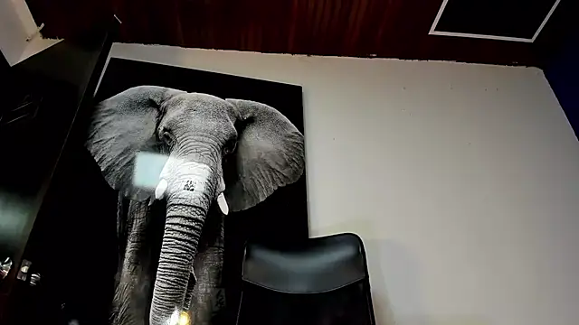 king falconer online show from 2, 11, 2025