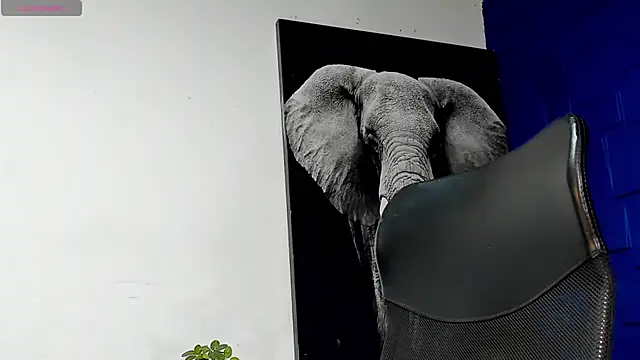 king falconer online show from 15, 11, 2025