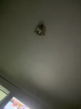 Isabelaa  online show from 28, 3, 2026