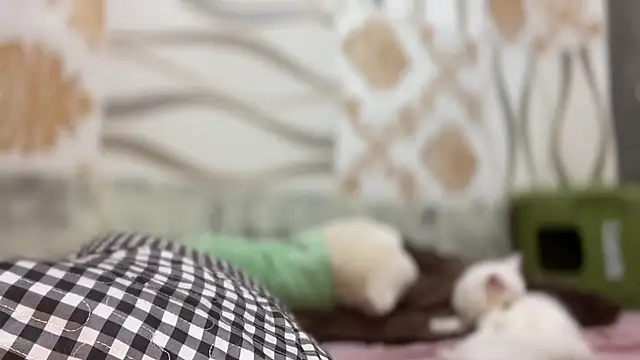 Yourbaby angelx online show from 3, 3, 2026