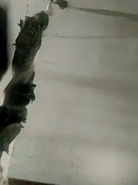 Luk909090 online show from 14, 3, 2026