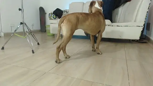 Thomasjons  online show from 12, 4, 2026