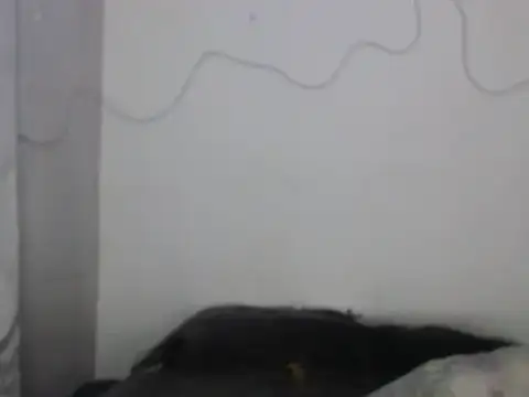 xalejo max online show from 16, 2, 2026