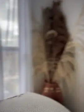 Sofi Leal online show from 7, 10, 2025