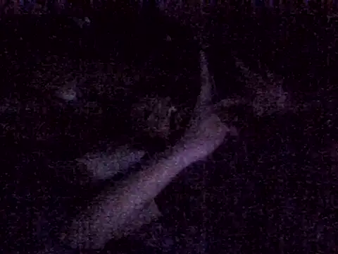 harish x online show from 4, 3, 2026