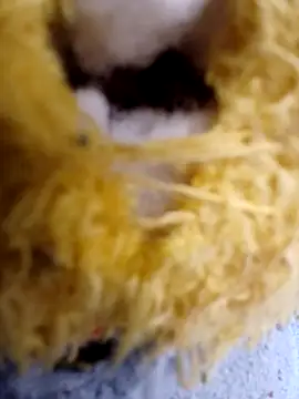 yaneth  online show from 19, 12, 2025