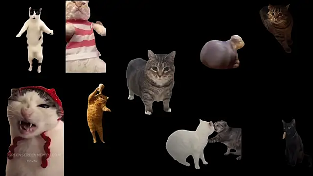 Snapshot of ch0wn_m chatting on 14, 11, 2025 ch0wn m online show from 14, 11, 2025