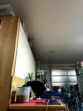 petalsexy online show from 21, 9, 2025