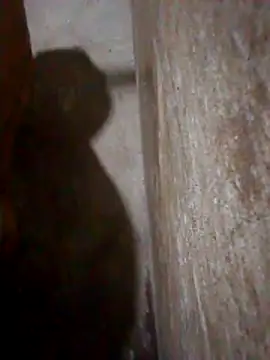 Lujor online show from 10, 3, 2026