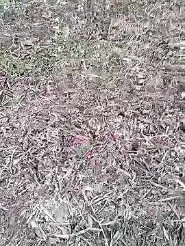 sonotutto online show from 7, 10, 2025