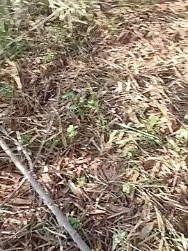 sonotutto online show from 11, 10, 2025