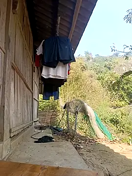 optra34 online show from 1, 3, 2026