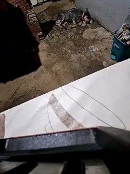 Negodabenga online show from 27, 10, 2025