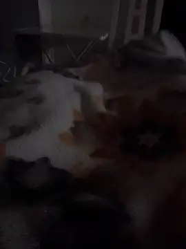 ratoncito 3 online show from 15, 3, 2026