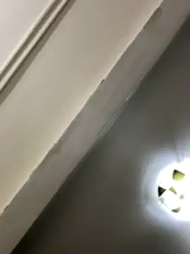 lynn9000 online show from 29, 11, 2025