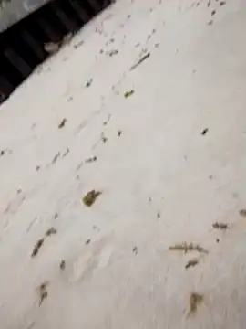 sarahkat86 online show from 25, 10, 2025