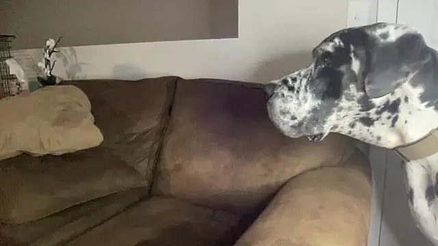 Snapshot of bambifarrina chatting on 14, 9, 2025 bambifarrina online show from 14, 9, 2025