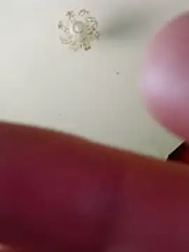 bullut06 online show from 10, 2, 2026