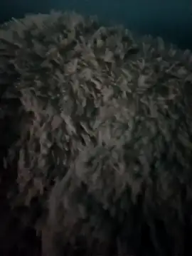 candy porn1818 online show from 12, 10, 2025