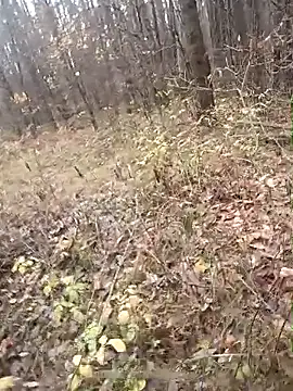 llass55 online show from 2, 11, 2025