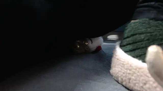 aellabeyonce online show from 5, 12, 2025