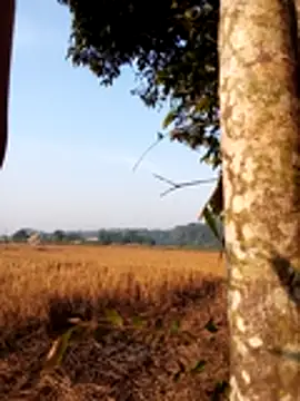 Johlrd online show from 30, 11, 2025